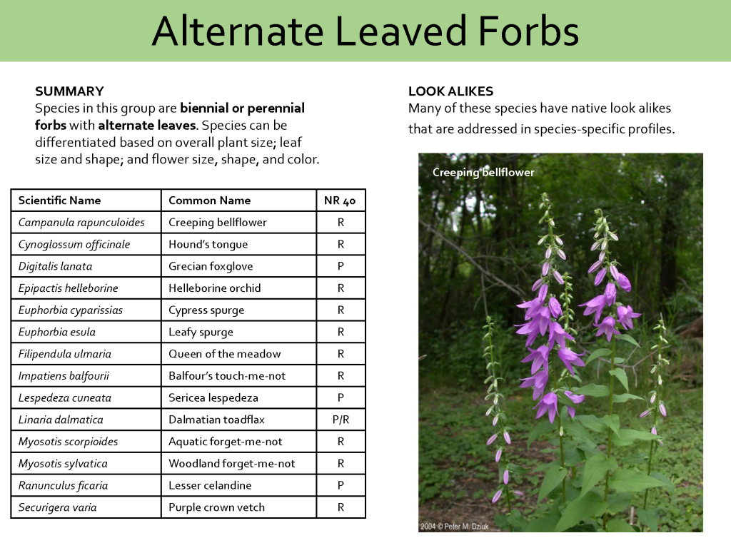 Wisconsin Invasive Plant Identification Course Renz Weed Science